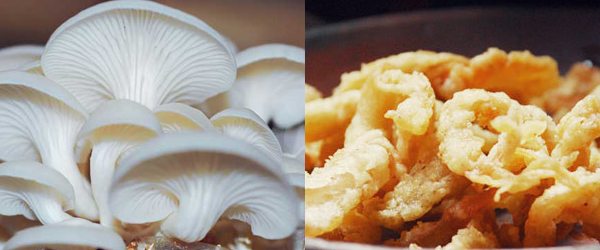 Mengenal Jenis Jamur untuk Memasak