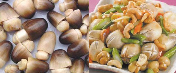 Mengenal Jenis Jamur untuk Memasak